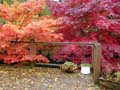 	Autumn Colors in a Portland Backyard